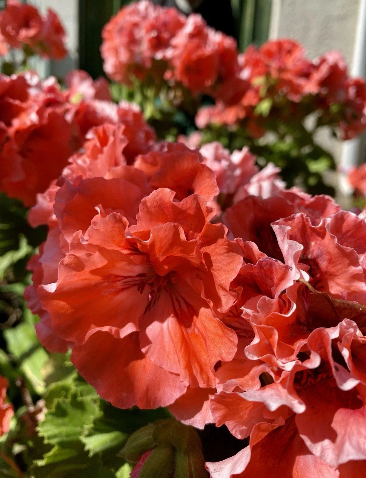 Geranium Cuttings 3 Pack Double Red/Orange Fresh Healthy Rooting Pelargonium
