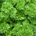 Forest Green Parsley Seeds, Heirloom NON-GMO, Bulk Sizes, Petroselinum crispum, Free Shipping