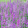Penstemon Seeds - 500 Non-GMO Rocky Mountain Beardtongue Perennial for Hummingbirds - Easy to Grow, Attracts Pollinators