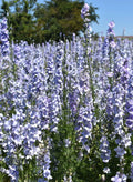 Rocket Larkspur Cut Flowers, Light Blue, Non-GMO, Delphinium ajacis, 500 Seeds for Pollinators