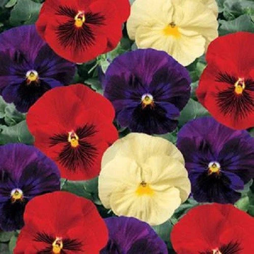 Pansy Seeds - 50 Count - Delta Wine and Cheese Mix - Viola x wittrockiana