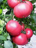 Tomato Seeds Set of 40+ Chefs Choice Pink Slicer (Solanum lycopersicum) - Non-California Shipping