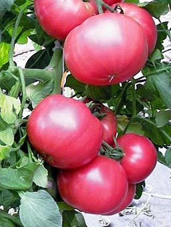 Tomato Seeds Set of 40+ Chefs Choice Pink Slicer (Solanum lycopersicum) - Non-California Shipping
