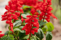 Blood Sage Flower Seeds | 50 Seeds | Hummingbird Attracting | Salvia coccinea