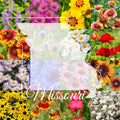 Missouri Wildflower Seed Mix 1/2LB Bulk Colorful Blooms Covers 2,000 sq ft - Native Wildflowers for Gardens (Various Species)