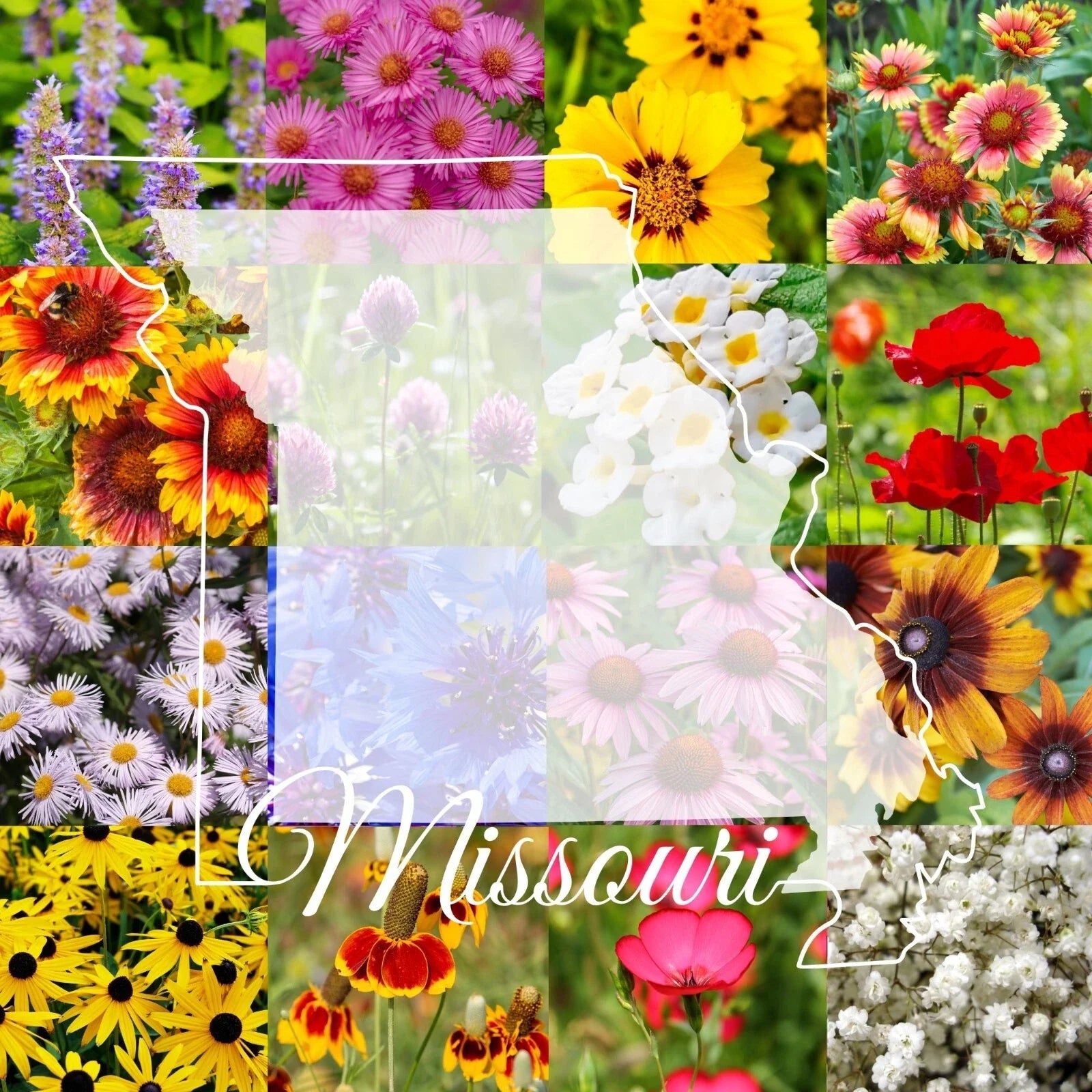 Missouri Wildflower Seed Mix 1/2LB Bulk Colorful Blooms Covers 2,000 sq ft - Native Wildflowers for Gardens (Various Species)