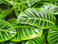 Calathea Seeds - 25+ Wiotii Variety for Garden Planting - Goeppertia makoyana - USA