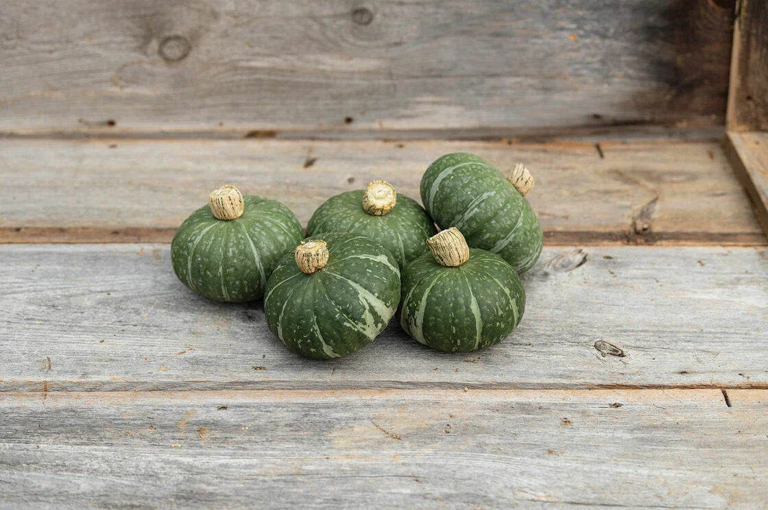 Sweet Jade Kabocha Squash Seeds - 10 Count - Easy to Grow Dwarf Variety - Cucurbita maxima