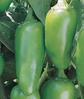 Early Jalapeno Chille Pepper Seeds, Heirloom, Non-GMO, 100 Seeds, Capsicum annuum