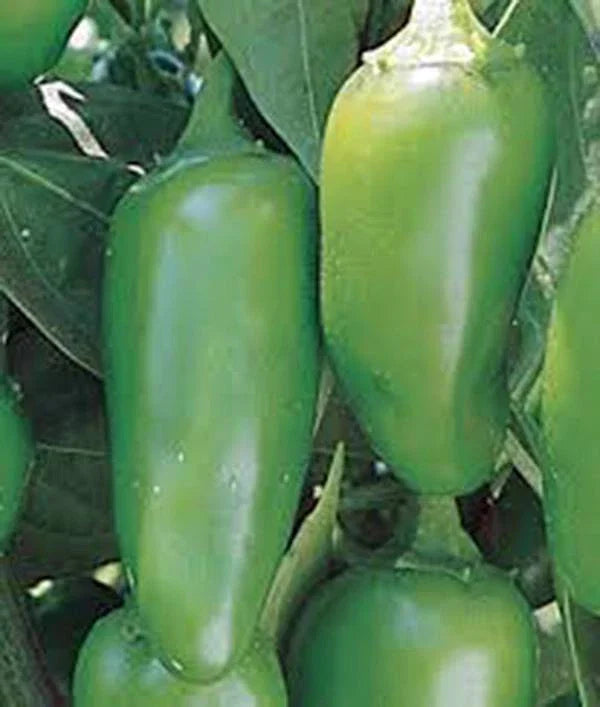 Early Jalapeno Chille Pepper Seeds, Heirloom, Non-GMO, 100 Seeds, Capsicum annuum