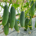 Marketmore 76 Cucumber Seeds | Non-GMO Heirloom Variety | 200 Seeds | Cucumis sativus