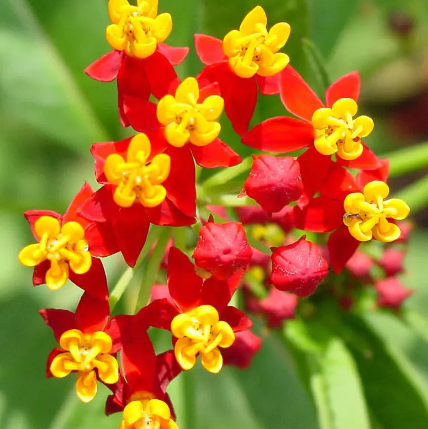 Tropical Bloodflower Milkweed Seeds - Asclepias - Monarch Butterfly Host Plant - 100 Pack