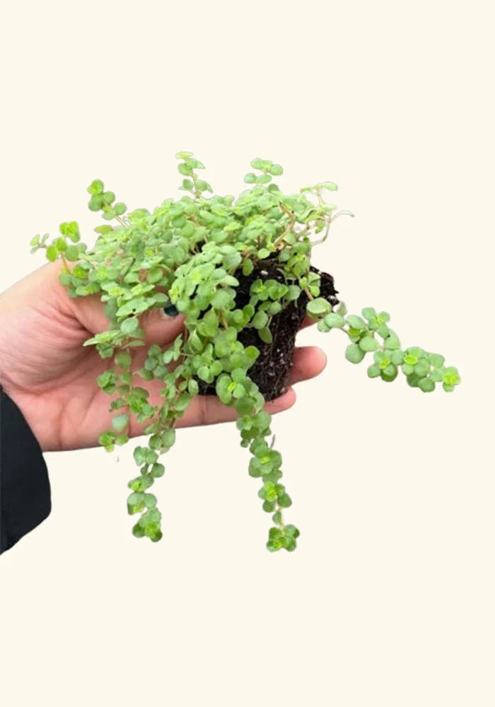 Pilea Tiny Tears Rooted Starter Plants - Low Maintenance Indoor Houseplant - Pilea Peperomioides