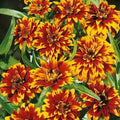 Old Mexico Zinnia Seeds - 100+ Pack for Garden Planting - Zinnia elegans - USA Grown - Free Shipping
