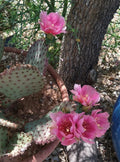 Beaverita Pink Fruit and Flowers Cactus - 1 Pad - Opuntia basilaris x Santa Rita - Unique Desert Plant for Home Garden