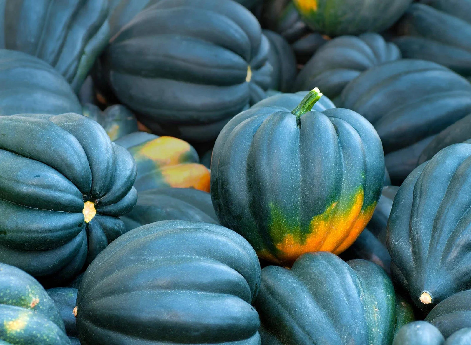 Acorn Squash Seeds - 50+ Seeds - King Table Variety, Delicious Flavor - Cucurbita pepo