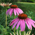 Echinacea Magnus Coneflower Seeds - Purple - 20+ Perennial Seeds - Echinacea purpurea