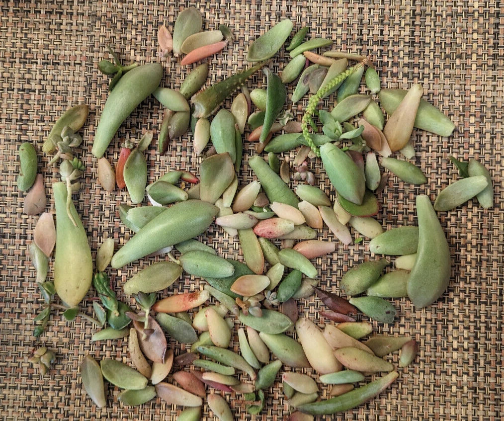 Succulent Leaves for Propagation - 3/4 LB - 30+ Varietals, 5 Rare Varieties - Ideal for Gardening, DIY Projects