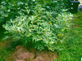 Fig Tree Cuttings - 6 Pieces Dalmatie Variety, Delicious Fruits, Rain & Cold Resistant - Ficus carica
