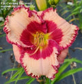 Daylily Live Plant - Eye Catching Discovery - Rebloomer - Hemerocallis