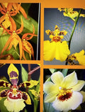 Orchid Plant Seedlings 2 Bulbs No Pot, Bonus Cuttings – Dendrobium Variety for Home Gardening