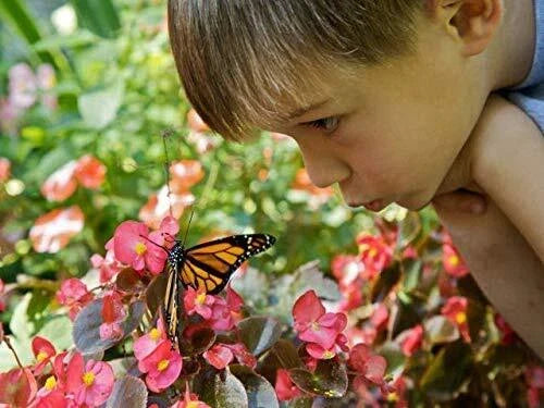 Outdoor STEM Kit - Perennial Wildflowers for Hummingbirds & Monarch Butterflies - Educational Gardening Activity