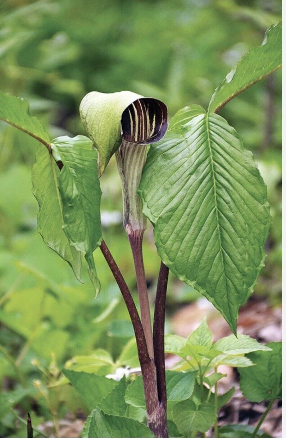 Jack-In-The-Pulpit Bulbs - 10 Bareroot Rhizomes - Arisaema triphyllum - Native Medicinal Wildflower for Sustainable Gardens