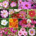 Cosmos Seeds Mix - CRAZY FOR COSMOS Heirloom Non-GMO for Pollinators - 200 Seeds - Botanical Name: Cosmos bipinnatus