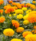 Crackerjack Marigold Seeds - 25+ Pack for Garden Planting - Tagetes erecta - USA Grown, Free Shipping