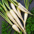 Lunar White Carrot Seeds | Heirloom Non-GMO | Organic Vegetable Seeds | Daucus carota