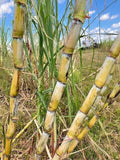 Fresh Organic Sugar Cane Cuttings - San Diego Yellow - Saccharum officinarum - Non-GMO, Healthy Planting Stock