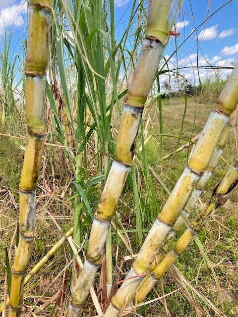Fresh Organic Sugar Cane Cuttings - San Diego Yellow - Saccharum officinarum - Non-GMO, Healthy Planting Stock