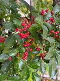 Live Sichuan Pepper Tree Seedlings - 1 Year Old, Zanthoxylum simulans, Lot of 3, Flowering Pepper Plant, Chinese Spice Tree