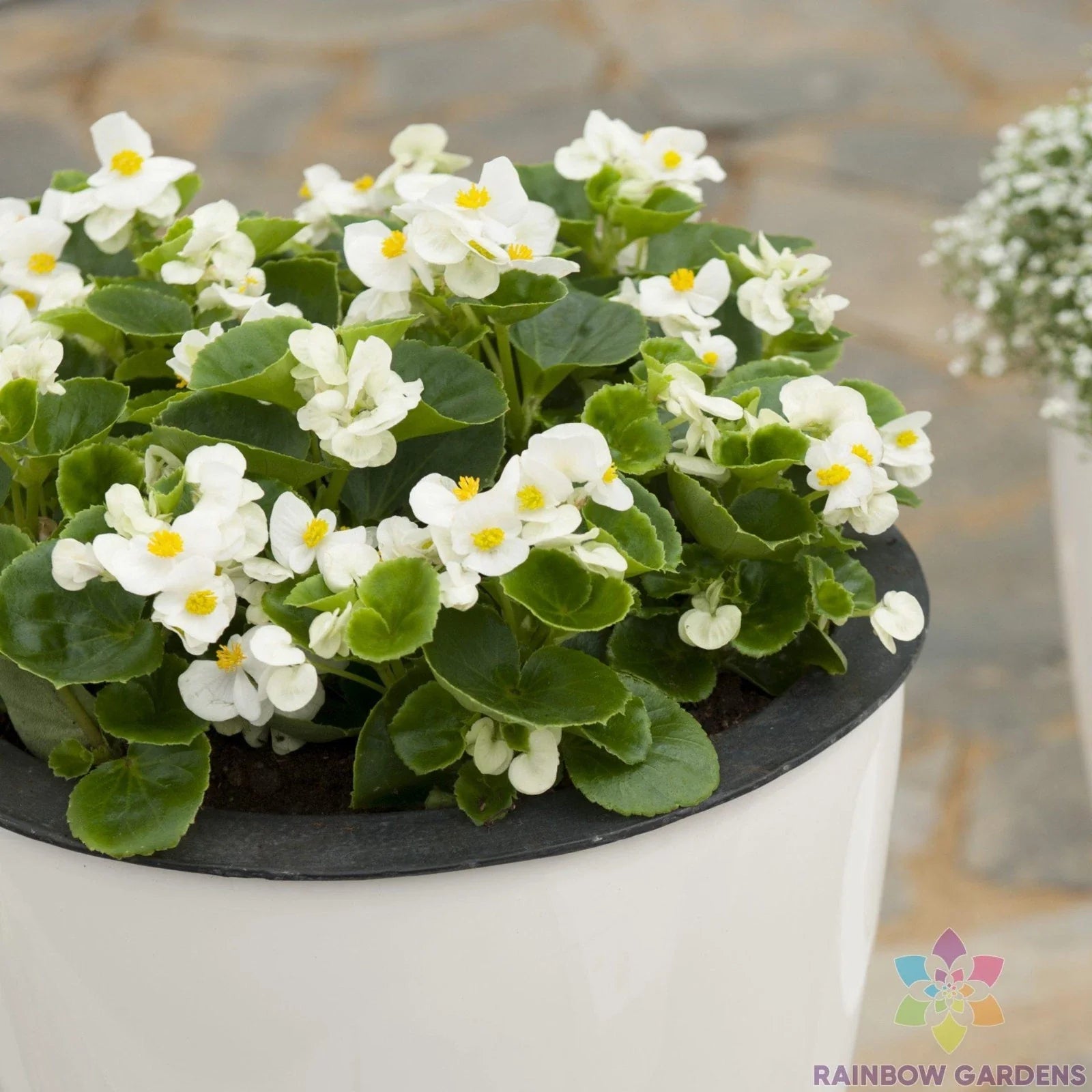 Ambassador White Begonia Seeds - 25+ Count for Garden Planting - Free Shipping - Ideal for USA Gardens