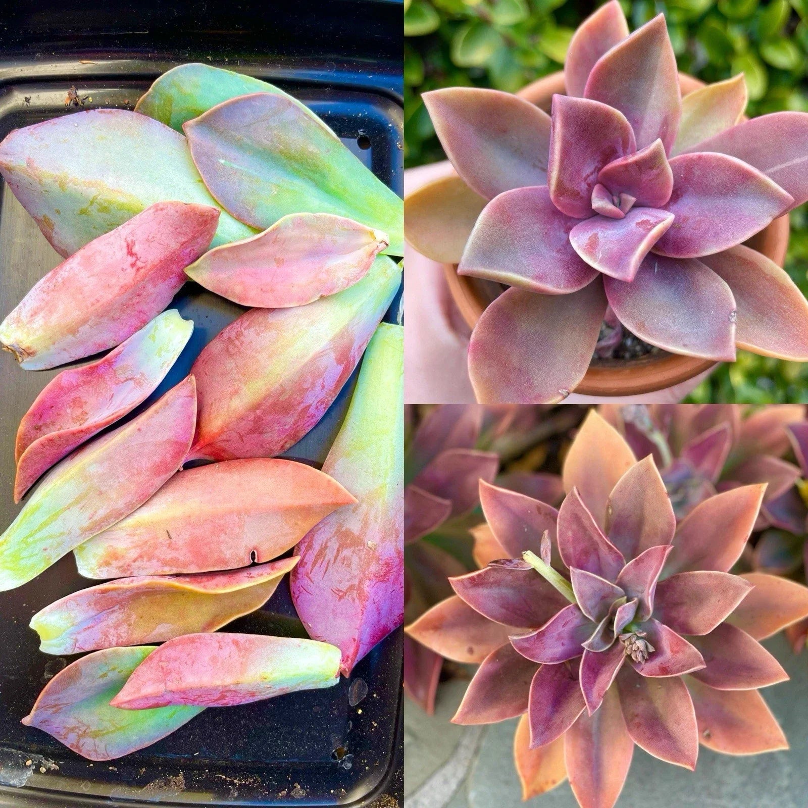 Graptoveria Fred Ives Succulent Plant - 5 Large Leaves for Propagation - Easy Care Variety
