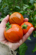Turkish Orange Eggplant Seeds - 50+ Heirloom Organic Non-GMO Seed Pack - Solanum melongena