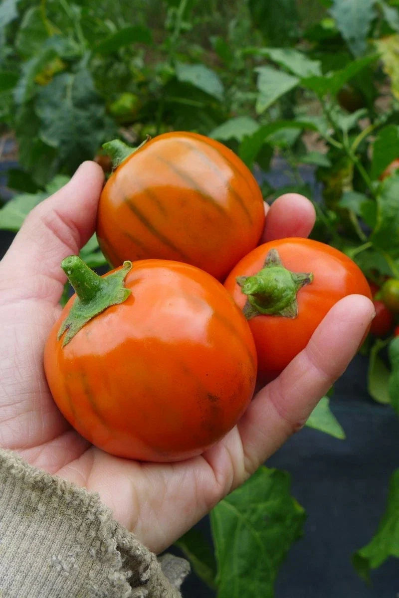 Turkish Orange Eggplant Seeds - 50+ Heirloom Organic Non-GMO Seed Pack - Solanum melongena