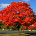 Northern Red Oak Live Plant Set of 2, 18-24 Inches, Quercus rubra