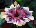 Hibiscus Seeds - 20 Cream Pink Purple Flower Seeds - Perennial Plants (Hibiscus rosa-sinensis)