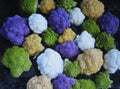Bulk Rainbow Blend Cauliflower Seeds - Mixed Colors - 1000 Seeds - Brassica oleracea