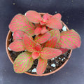 Fittonia Red Flame Plant 3" Pot Low Growing Colorful Rooted Plant