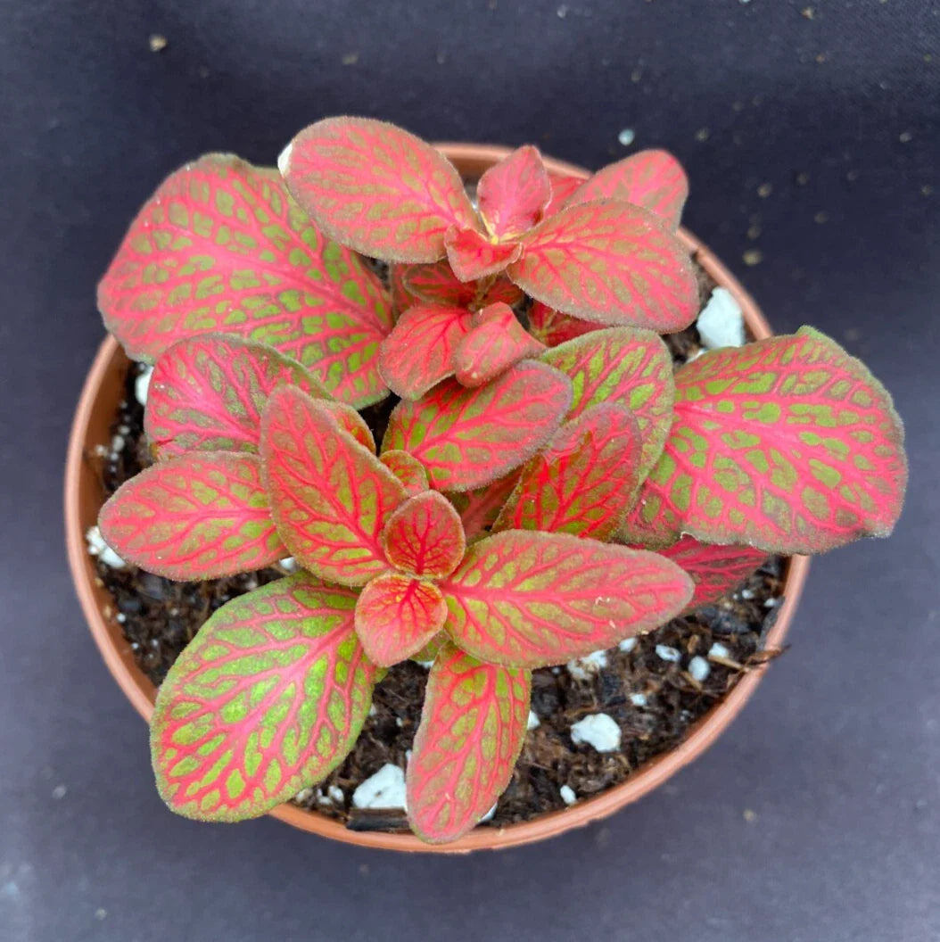 Fittonia Red Flame Plant 3" Pot Low Growing Colorful Rooted Plant