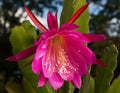 Orchid Cactus Cutting 7" Epiphyllum Hybrid 'Kiwi' Huge Pink Flowers