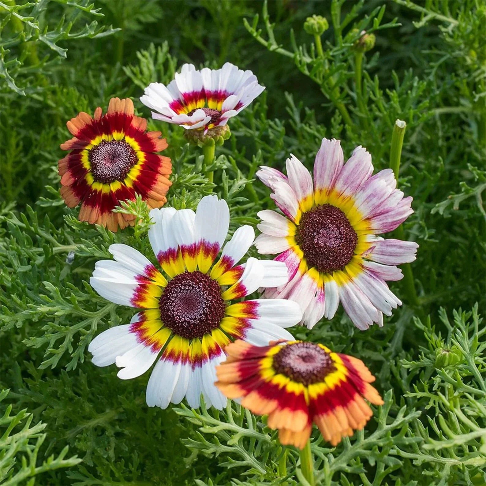 Painted Mix Daisy Flower Seeds - Pink Indian Blanket Sunflower - 50pcs Pack - Colorful Annual Seeds (Heliopsis helianthoides)
