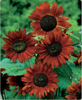 Velvet Queen Sunflower Seeds - Red Orange with Black Center - Helianthus annuus - Non-GMO, High Germination Rate