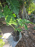 Syngonium Plant Mature Leaf Green Large Stem - Syngonium Podophyllum Houseplant