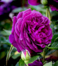 Velvet Magenta Fragrant Rose Cuttings - 6 Inch, 5 Cuttings (Rosa spp.)