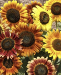 Sunflower Seeds - Autumn Beauty - 200+ Seeds - Helianthus annuus