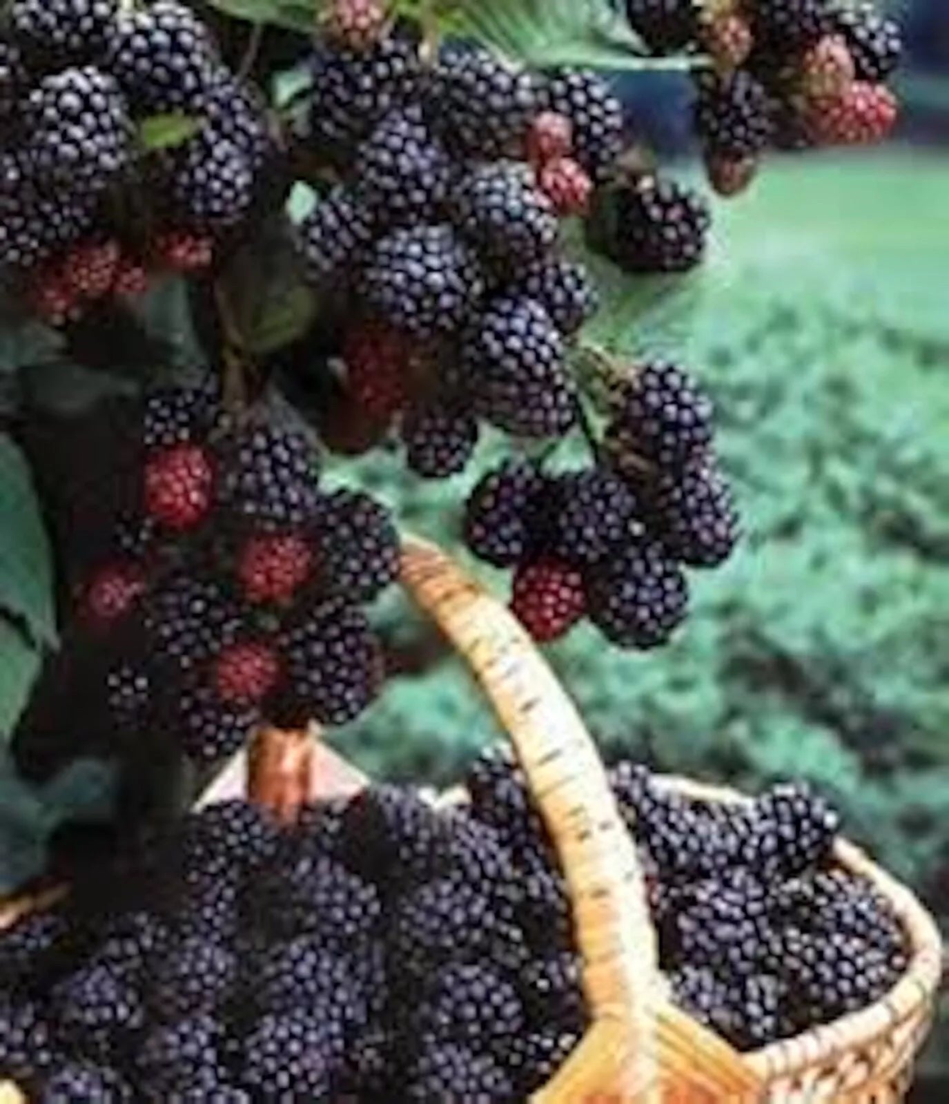 5 Black Hawk Raspberry Plants 1-2 Yr Old Rubus occidentalis Hardy Fruit, Cold-Hardy, High-Yielding, Self-Pollinating