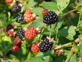 Sawtooth Giant Blackberry Plant 5-Pack, Thorny, Tall-Growing, Rubus fruticosus, Requires Support, High Yield